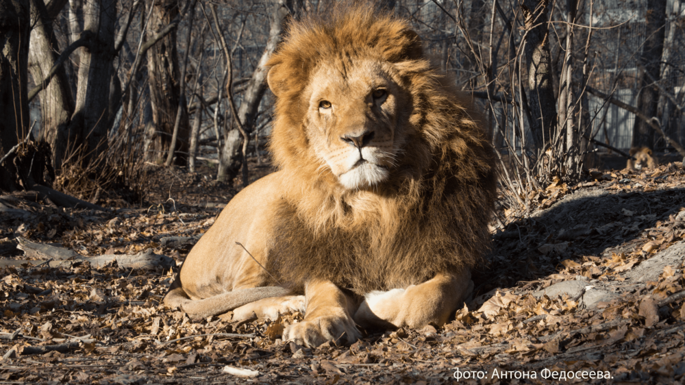 сафари львы на охоте видео