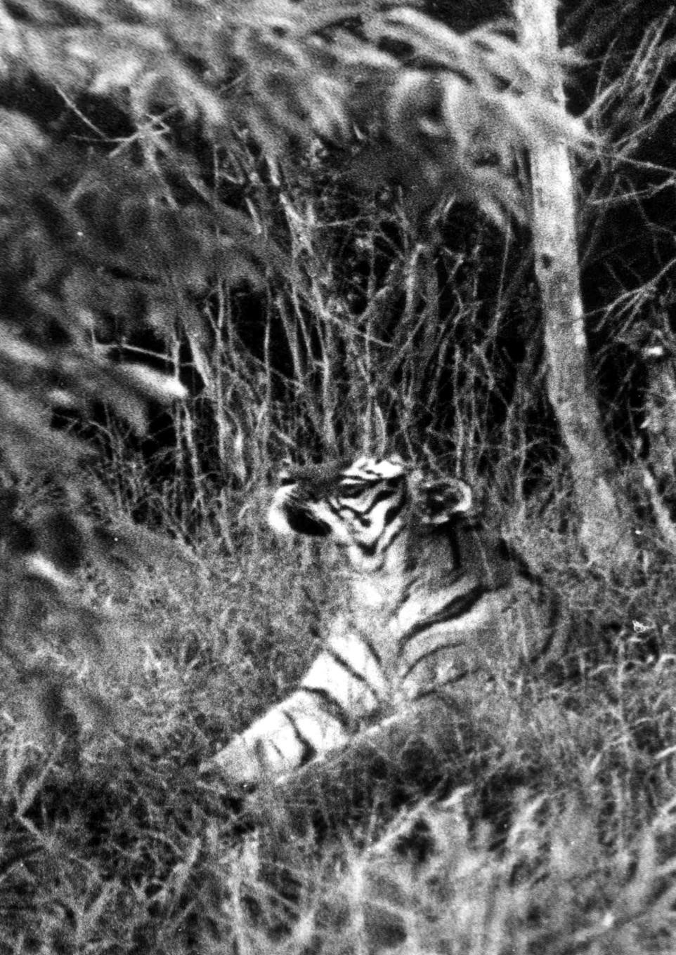 Постой секунду. Уссурийский тигр. Покровительственная окраска тигр. Уссурийский тигр красивое фото тигрята. Фотография людей на фоне памятника тигру Уссурийскому.